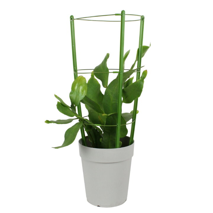 楽天市場 月下美人 6号 花無し 開花見込み サボテン 多肉植物 白い花 花鉢 おしゃれ グリーン ギフト プレゼント 6寸 鉢植え 植物 ゲッカビジン 大輪 クジャクサボテン 孔雀サボテン 送料無料 北海道 沖縄 離島除く プランツ フルル 楽天市場 月下美人 6号 花無し 開花見込み サボテン 多肉植物 白い花 花鉢 おしゃれ グリーン ギフト プレゼント 6寸 鉢植え 植物 ゲッカビジン 大輪 クジャクサボテン 孔雀サボテン 送料無料 北海道 沖縄 離島除く プランツ フルル