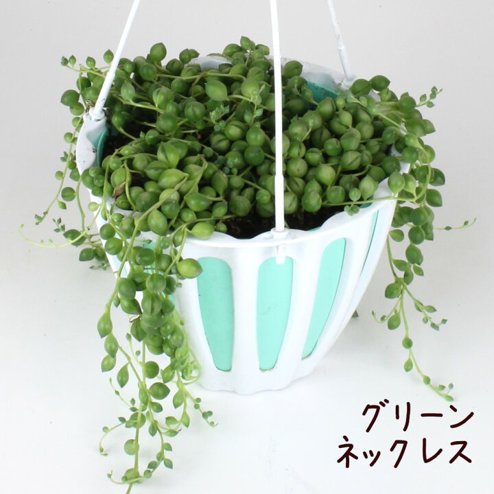 楽天市場 グリーンネックレス 吊り鉢 5号 多肉植物 観葉植物 5寸 おしゃれ 新生活 ギフト プレゼント 室内 かわいい オシャレ ハンギング 玄関 ベランダ ガーデニング 吊り下げ 鉢 ミドリノスズ 緑の鈴 吊るす 送料無料 北海道 沖縄 離島除く プランツ フルル