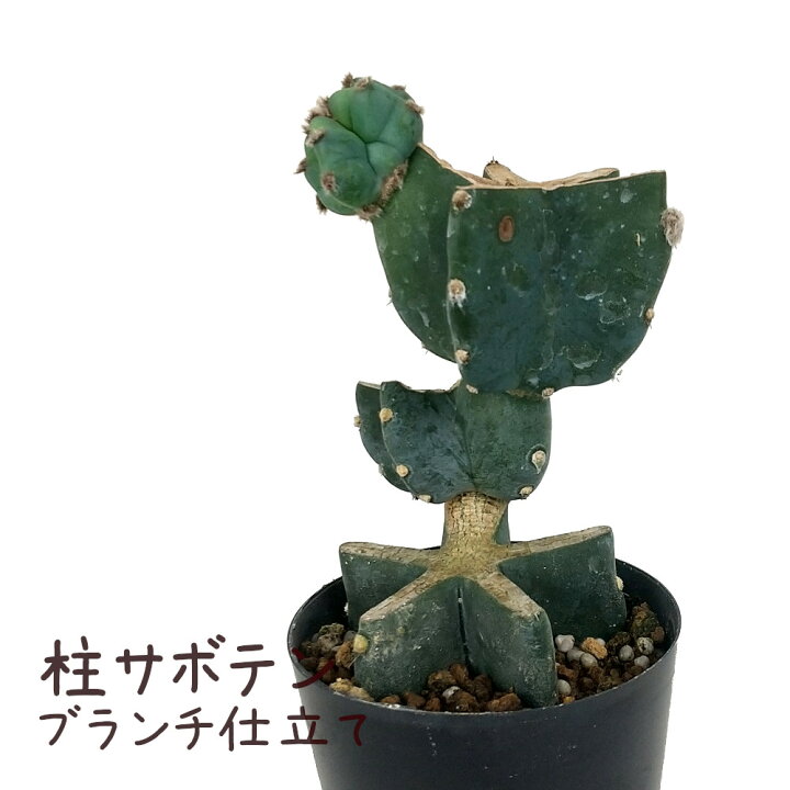 柱サボテン ブランチ 33【現品】観葉植物 室内 ドライガーデン 特大  