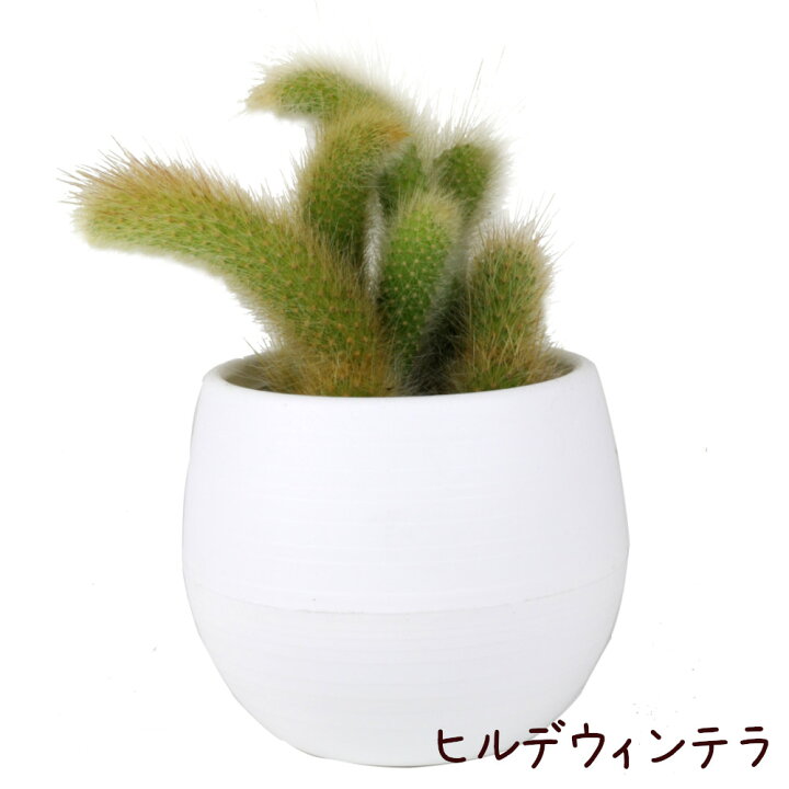 楽天市場 ヒルデウィンテラ 4号 観葉植物 サボテン 多肉植物 インテリア グリーン 卓上 デスク テーブル おしゃれ かわいい 新生活 ギフト プレゼント 仙人掌 4寸 棚置き ミニ ヒモサボテン 伸びる 希少 レア品種 珍しい 送料無料 北海道 沖縄 離島除く