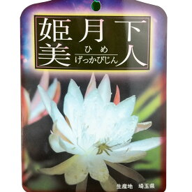 姫月下美人 5号 花無し・開花見込み【サボテン 多肉植物 白い花 花鉢 おしゃれ グリーン ギフト プレゼント 5寸 鉢植え 植物 ゲッカビジン】【 近縁種：クジャクサボテン 孔雀サボテン】送料無料（北海道・沖縄・離島除く）