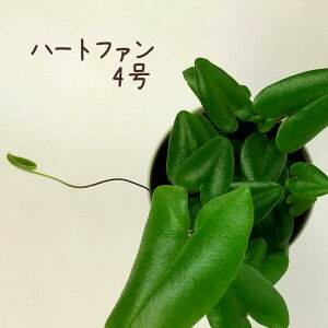 n[gt@ 4yϗtA 4  V CeA Mtg v[g  킢 t V_ V_A  [ Iu ~jz