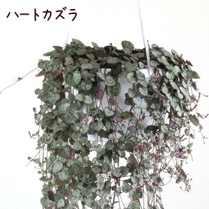 観葉植物 ハートカズラ 観葉の人気商品 通販 価格比較 価格 Com