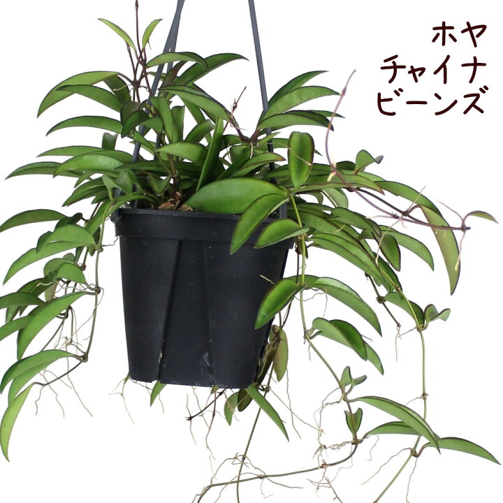 楽天市場 ホヤ チャイナビーンズ 吊り 4号 多肉植物 観葉植物 4寸 おしゃれ 新生活 インテリア ギフト プレゼント 室内 かわいい ハンギング 珍しい 伸びる 花 吊り下げ 鉢植え つる性植物 ツル植物 ロンギフォリア 吊り鉢 吊るす ミニ 送料無料 北海道 沖縄 離島