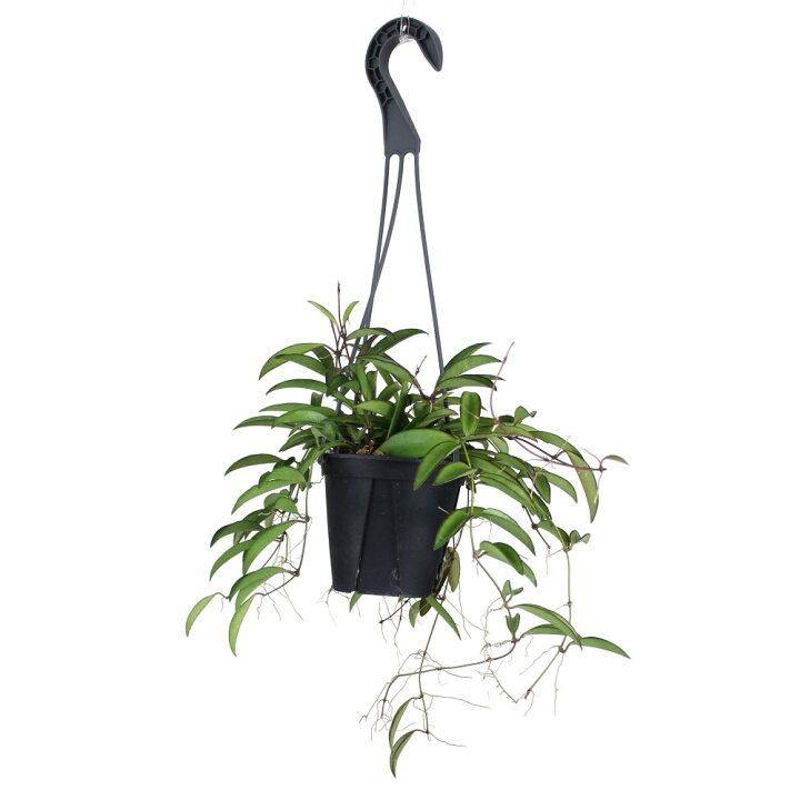 楽天市場 ホヤ チャイナビーンズ 吊り 4号 多肉植物 観葉植物 4寸 おしゃれ 新生活 インテリア ギフト プレゼント 室内 かわいい ハンギング 珍しい 伸びる 花 吊り下げ 鉢植え つる性植物 ツル植物 ロンギフォリア 吊り鉢 吊るす ミニ 送料無料 北海道 沖縄 離島 楽天市場 ホヤ チャイナビーンズ 吊り 4号 多肉植物 観葉植物 4寸 おしゃれ 新生活 インテリア ギフト プレゼント 室内 かわいい ハンギング 珍しい 伸びる 花 吊り下げ 鉢植え つる性植物 ツル植物 ロンギフォリア 吊り鉢 吊るす ミニ 送料無料 北海道 沖縄 離島