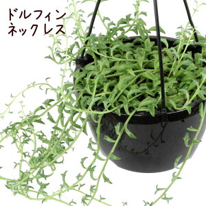 グリーンネックレス 鉢の人気商品 通販 価格比較 価格 Com