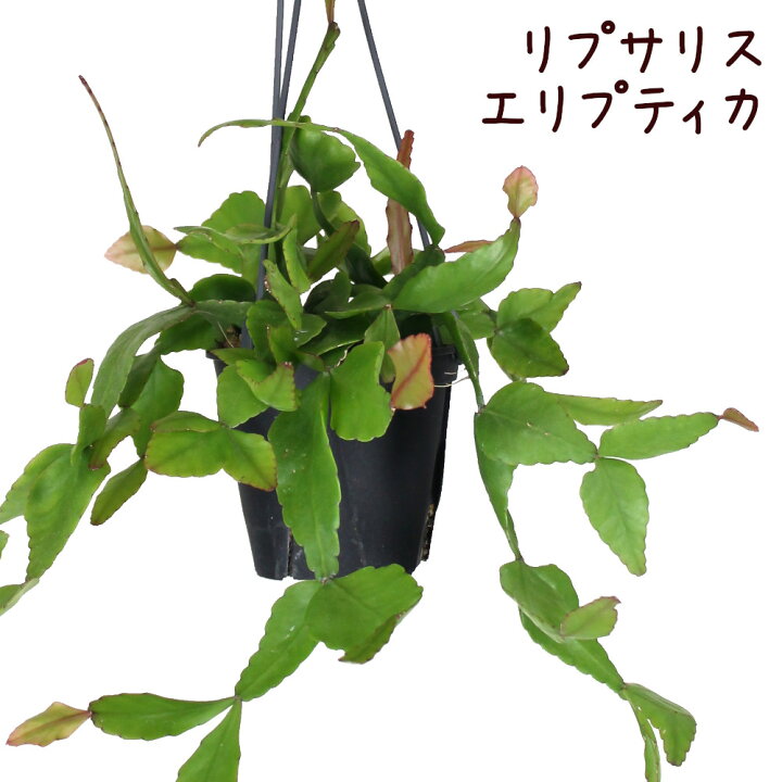 楽天市場 リプサリス エリプティカ 4号 吊り 観葉植物 4寸 おしゃれ 新生活 インテリア ギフト プレゼント 室内 かわいい ハンギング 珍しい レア 吊り下げ 鉢植え 常緑 吊り鉢 多肉植物 サボテン 吊るす ミニ 送料無料 北海道 沖縄 離島除く プランツ フルル