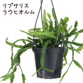 楽天市場 サボテン かわいい プレゼント 花 観葉植物 花 ガーデン Diy の通販 楽天市場 サボテン かわいい プレゼント 花 観葉植物 花 ガーデン Diy の通販