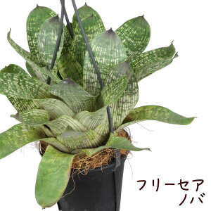 珍しい 花 鉢植え 観葉植物の人気商品 通販 価格比較 価格 Com