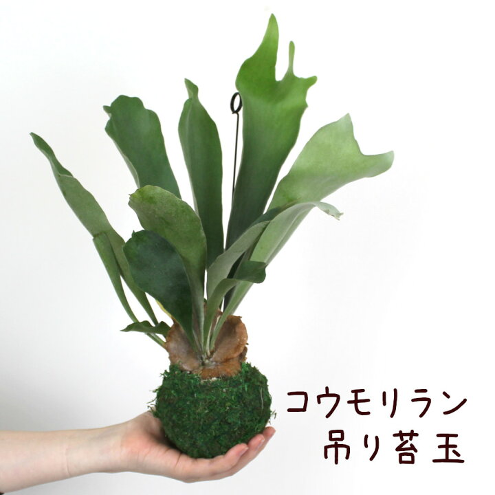 楽天市場 コウモリラン ネザーランド 苔玉 3 5号 ビカクシダ 観葉植物 シダ植物 インテリア 室内 吊り下げ 吊り玉仕立て ハンギング おしゃれ かわいい 吊るす ミニ 送料無料 北海道 沖縄 離島除く プランツ フルル