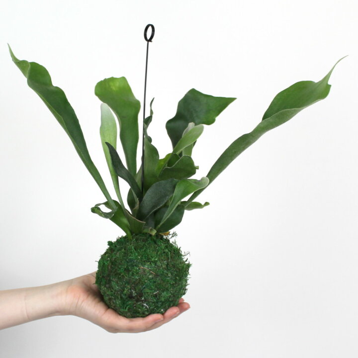 楽天市場 コウモリラン ネザーランド 苔玉 3 5号 ビカクシダ 観葉植物 シダ植物 インテリア 室内 吊り下げ 吊り玉仕立て ハンギング おしゃれ かわいい 吊るす ミニ 送料無料 北海道 沖縄 離島除く プランツ フルル