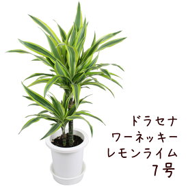 楽天市場 ドラセナ ワーネッキーの通販
