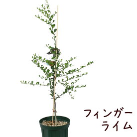 ［訳あり：落葉］フィンガーライム 5号【観葉植物 5寸 おしゃれ 新生活 グリーン 新築祝い ギフト プレゼント 庭木 地植え ガーデニング】送料無料（北海道・沖縄・離島除く）