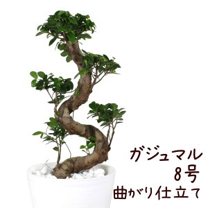 ガジュマル 観葉植物の人気商品 通販 価格比較 価格 Com