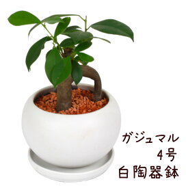 ガジュマル 4号 白陶器鉢【観葉植物 おしゃれ 小さい インテリア 4寸 室内 小さい プレゼント ギフト ガジュマルの木 贈り物 新生活 父の日 母の日 初心者 育てやすい 卓上 デスク 棚置き ミニ】送料無料（北海道・沖縄・離島除く）