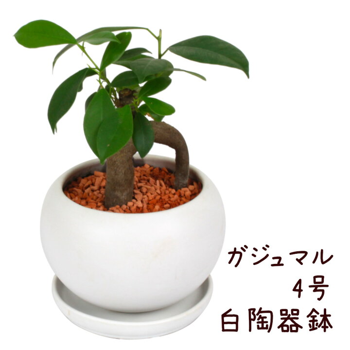 楽天市場 ガジュマル 4号 白陶器鉢 観葉植物 おしゃれ 小さい インテリア 4寸 室内 小さい プレゼント ギフト ガジュマルの木 贈り物 新生活 父の日 母の日 初心者 育てやすい 卓上 デスク 棚置き ミニ 送料無料 北海道 沖縄 離島除く プランツ フルル
