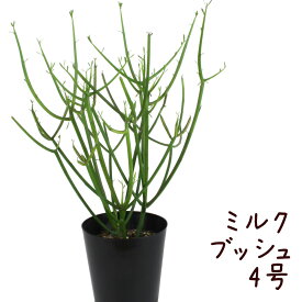 楽天市場 ミルクブッシュ 花 観葉植物 花 ガーデン Diy の通販