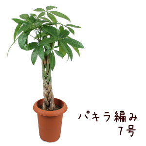 観葉植物 パキラ 編みの人気商品 通販 価格比較 価格 Com