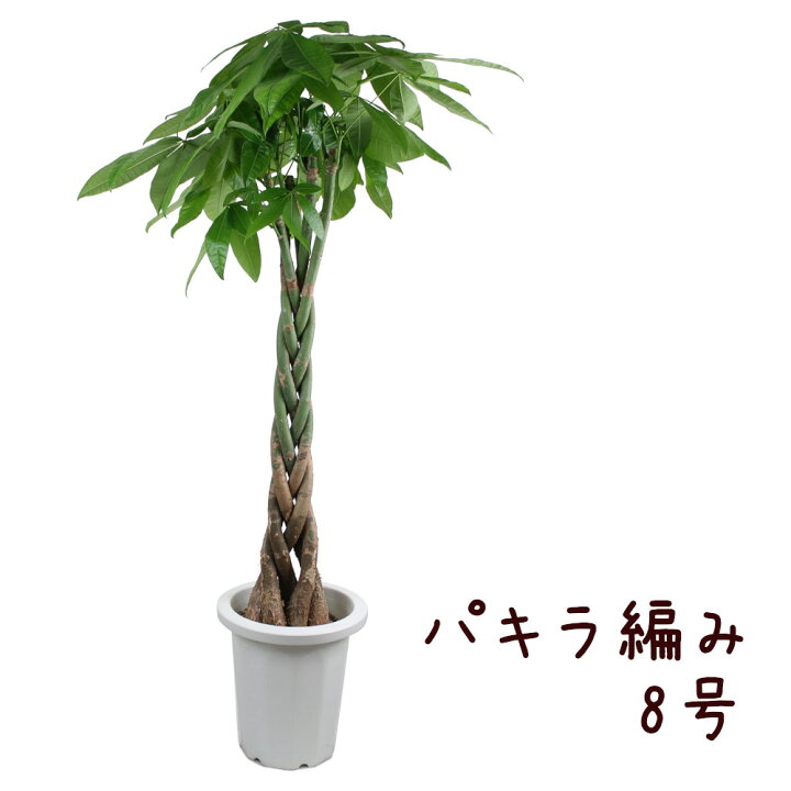 楽天市場 パキラ 編み 8号 観葉植物 8寸 大型 おしゃれ 新生活 インテリア 新築祝い 開業祝い ギフト プレゼント 移転祝い 編み込み 室内 育てやすい 初心者 送料無料 北海道 沖縄 離島除く プランツ フルル