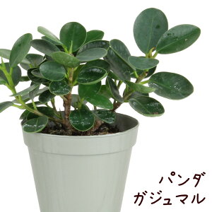 観葉植物 パンダガジュマルの人気商品 通販 価格比較 価格 Com