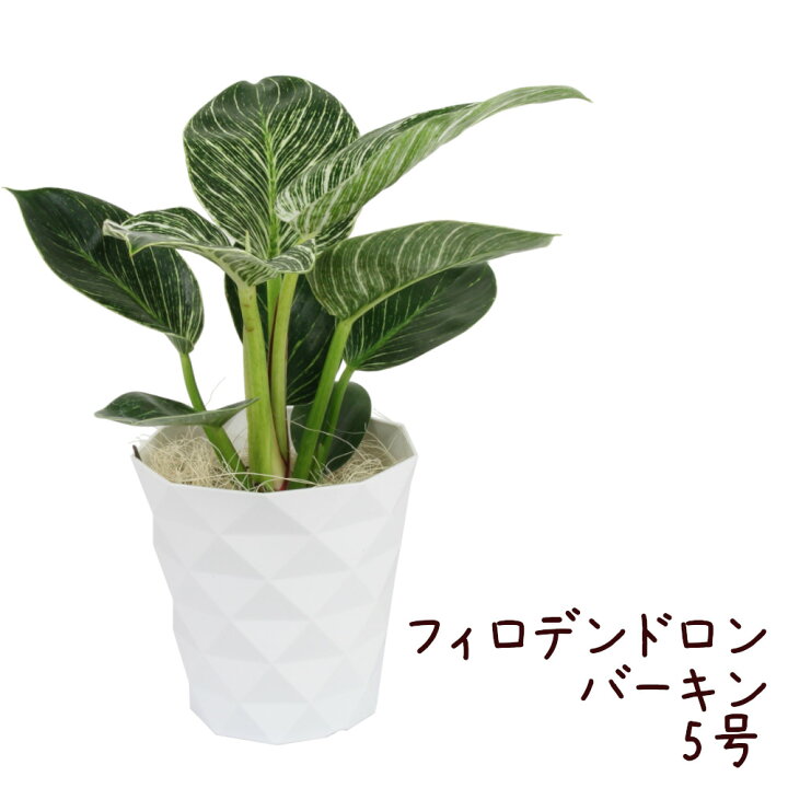 楽天市場 フィロデンドロン バーキン 5号 観葉植物 斑入り 白 緑 カラーリーフ 5寸 おしゃれ インテリア モダン かわいい きれい 葉 プレゼント ギフト 新生活 リビング 送料無料 北海道 沖縄 離島除く プランツ フルル