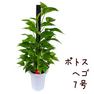 観葉植物 7号 ポトスの人気商品 通販 価格比較 価格 Com