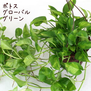 観葉植物 ポトス 5号 観葉植物の人気商品 通販 価格比較 価格 Com