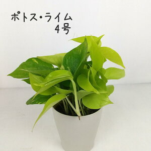 |gXEC 4yϗtA 3 CeA O[  V CeA Mtg v[g S cA cA Ă₷  ~j  Iu z