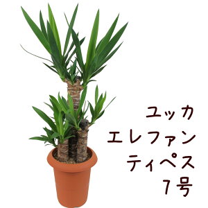 bJ Gt@eByX 7yN̖ ϗtA 7 ^  V CeA Vzj JƏj Mtg v[g ړ]j 킢  yucca rO zikCE