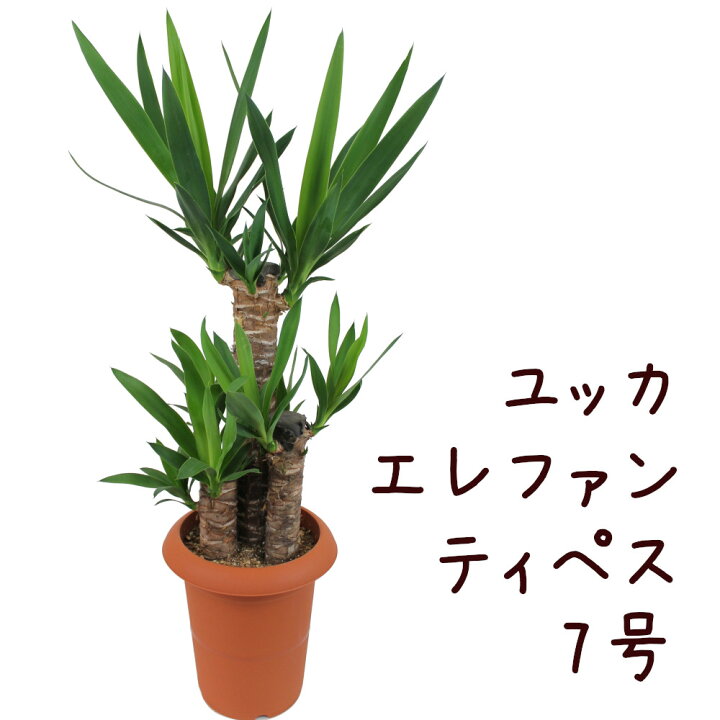 楽天市場】ユッカ エレファンティペス 7号【青年の木 観葉植物 7寸 