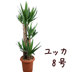 bJ 8yϗtA 8 ^  V CeA Vzj JƏj Mtg v[g ړ]j 킢  yuccazikCEEj