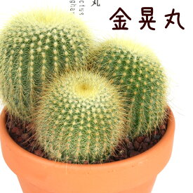 楽天市場 サボテン きんこうまるの通販