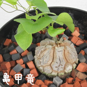 観葉植物 ギフト 卓上の人気商品 通販 価格比較 価格 Com