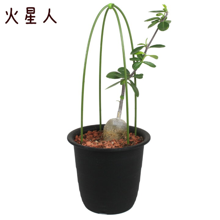 楽天市場】火星人 3.5号【フォッケア・エデュリス 観葉植物 塊根植物 