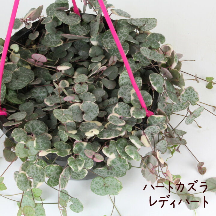 楽天市場 ハートカズラ レディハート 吊り鉢 6号 多肉植物 観葉植物 6寸 おしゃれ 新生活 インテリア グリーン ギフト プレゼント 室内 かわいい オシャレ 吊り下げ 鉢 鉢植え ツル性 ラブチェーン 鉢植え 斑入り 吊るす 送料無料 北海道 沖縄 離島除く