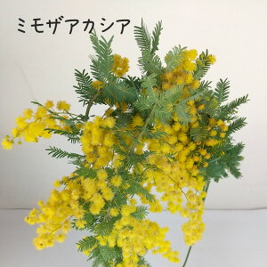 ~UAJVAiԏIj 4A[`dāyMEAJVA ϗtA O[ 킢 zj A  I[XgA I[W[A I[W[vc lCeBuvc V
