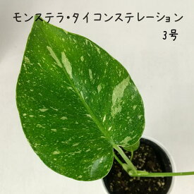 斑入り モンステラ・タイコンステレーション 3号【観葉植物 アジアン 南国 熱帯植物 大型 おしゃれ 新生活 インテリア ギフト プレゼント 室内 育てやすい 初心者 希少 珍しい レア 】