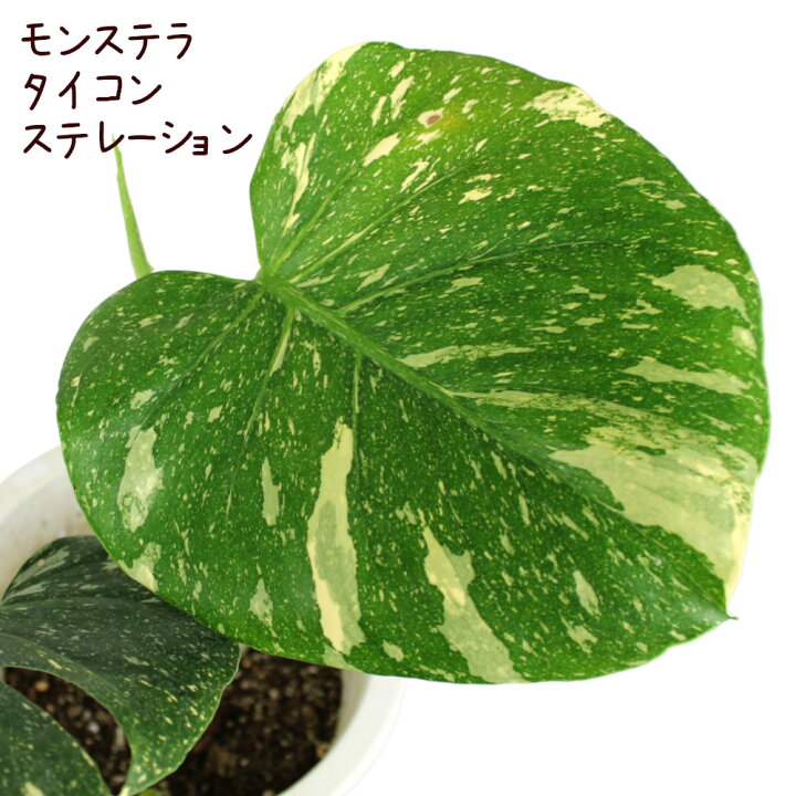 楽天市場】斑入り モンステラ・タイコンステレーション 7号【観葉植物  