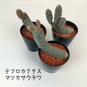 } 3yϗtA T{e A hCK[f CeA O[  킢 V Mtg v[g 3 ~jz