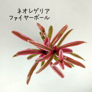 lIQAEt@C[{[ 3yϗtA 3  V CeA O[ Mtg v[g 킢 nMO ݂蔫 A lIQA  ^  MѐA 