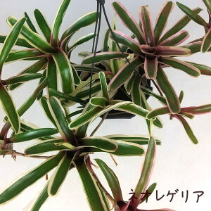 lIQA 4 ݂yϗtA 4  V CeA O[ Mtg a v[g 킢 nMO ݂蔫 A MѐA ^NuA ItBX 썑z