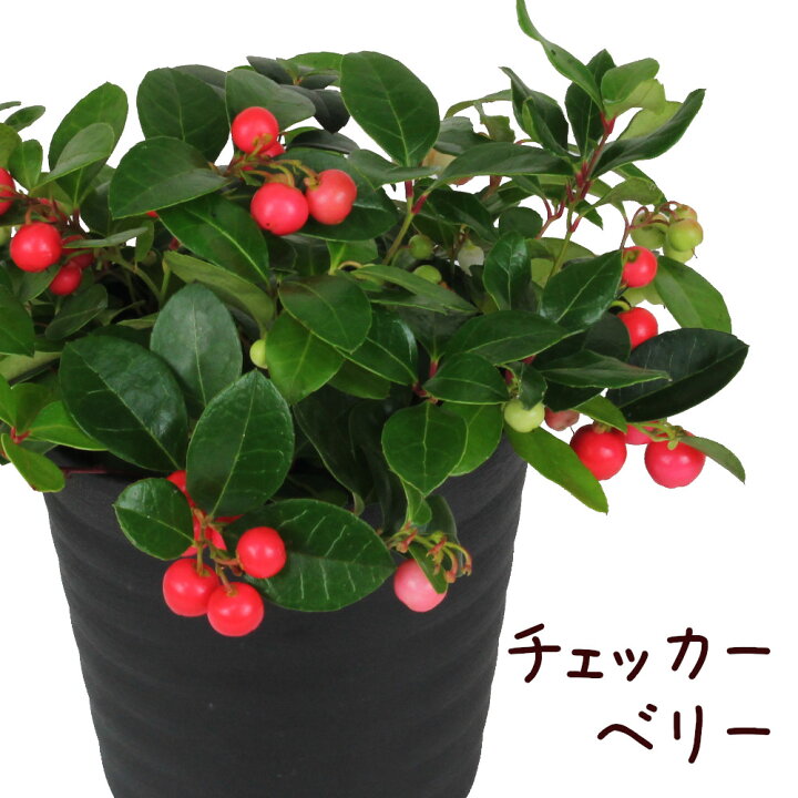 楽天市場 チェッカーベリー 5号 観葉植物 おしゃれ 小さい インテリア グリーン 5寸 プレゼント ギフト 贈り物 新生活 かわいい 鉢植え 赤い実 クリスマス 正月 寄植え 冬 グラウンドカバー 常緑低木 庭木 ゴールテリア ヒメコウジ 白い花 送料無料 北海道 沖縄