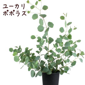 楽天市場 オーストラリア 植木 ガーデニング 農業 花 ガーデン Diyの通販