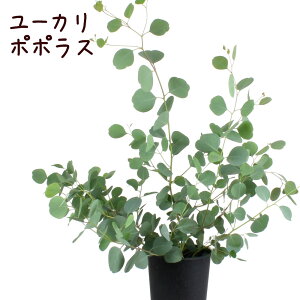 観葉植物 ポポラス ユーカリの人気商品 通販 価格比較 価格 Com