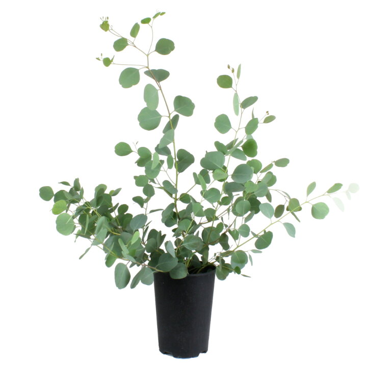 楽天市場 ユーカリ ポポラス 6号 観葉植物 グリーン 6寸 おしゃれ プレゼント ギフト かわいい 引越し祝い 鉢植え 庭木 玄関 円葉 ポリアンセモス ハートリーフユーカリ オーストラリア オージー植物 オージープランツ ネイティブプランツ 6寸 送料無料 北海道 沖縄
