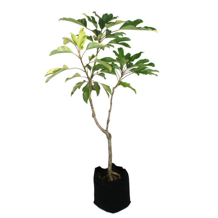 楽天市場 カクレミノ 白黄覆輪 観葉植物 庭木 斑入り 常緑小高木 日陰 和風 紅葉 ガーデニング レア 珍しい 希少 ギフト プレゼント 送料無料 北海道 沖縄 離島除く プランツ フルル