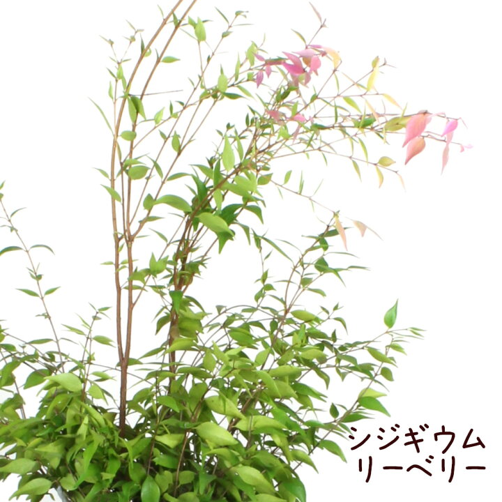 楽天市場 シジギウム リーベリー 観葉植物 庭木 ガーデニング グリーン レア 珍しい 希少 ギフト プレゼント オーストラリア オージー植物 オージープランツ ネイティブプランツ 常緑高木 花木 送料無料 北海道 沖縄 離島除く プランツ フルル