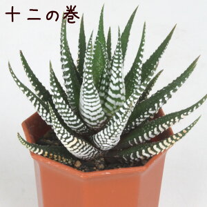 nI`A \̊ 2.5yϗtA A CeA O[   킢 [u͗l  fXN Iu A V Mtg a v[g V}V} 2.5 ~j 