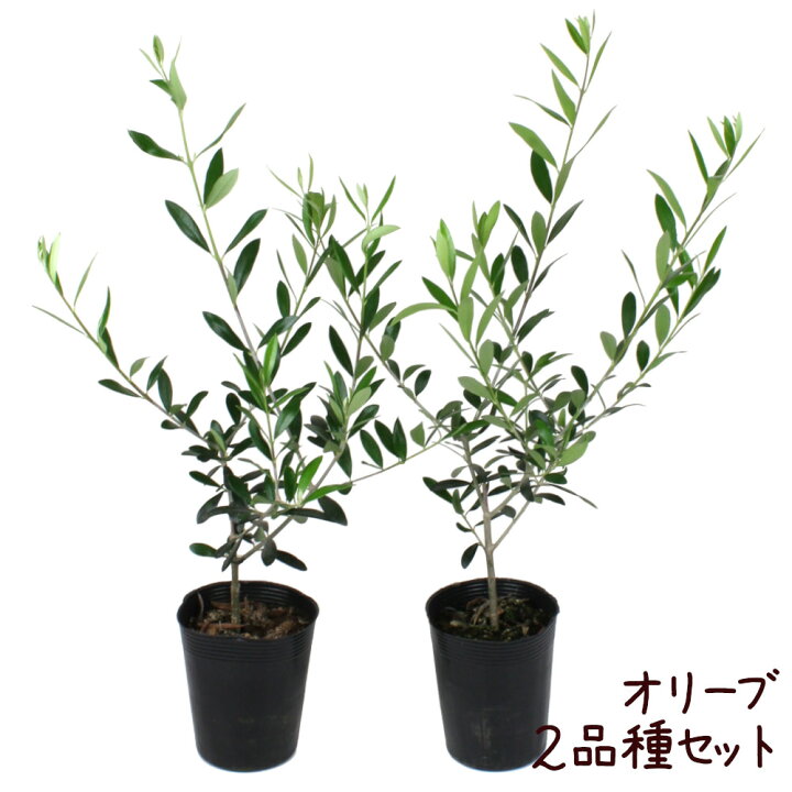 楽天市場 オリーブ 3 5号 ポット苗 2品種セット 苗木 常緑 高木 観葉植物 地植え アスコランド ルッカ シプレシーノ ガーデニング 庭木 庭植え 育てやすい 初心者 送料無料 北海道 沖縄 離島除く プランツ フルル