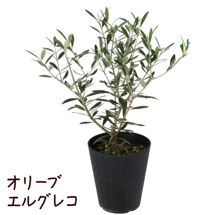 楽天市場 オリーブ エルグレコ 5号 苗木 常緑 高木 観葉植物 地植え 庭木 庭植え 育てやすい 初心者 送料無料 北海道 沖縄 離島除く プランツ フルル